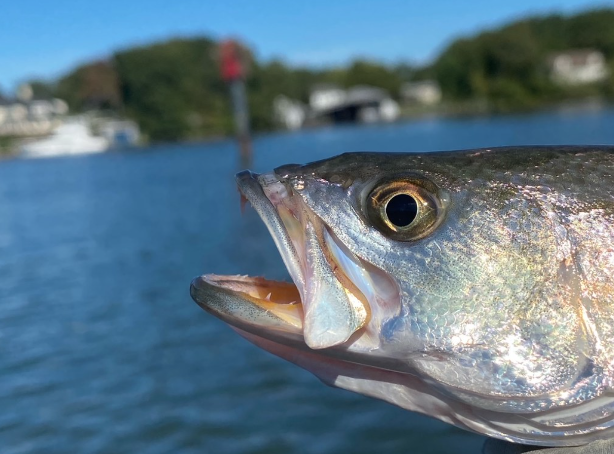 Speckled Trout Fishing in Maryland